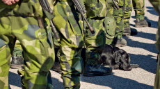 GÄVLE 20130525
Både manskap och hundar har slitit hårt de senaste dygnen. Under 23-26 maj genomförde Gävleborgsgruppen sin årliga krigsförbandsövning. Gävleborgsgruppen är en av ladets 40 hemvärnsbataljoner.
Foto: Sergeant Anton Thorstensson/Combat Camera/Försvarsmakten. .